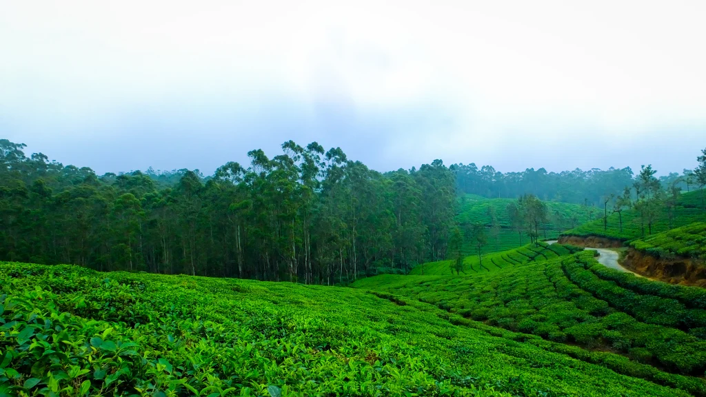 Kerala Tour Package