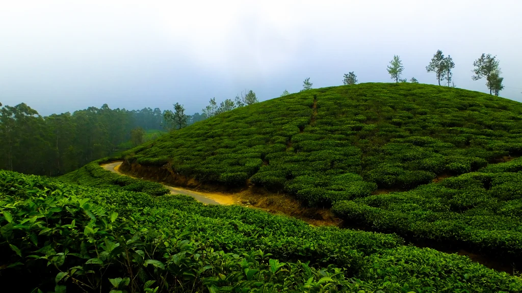 Kerala Tour Package